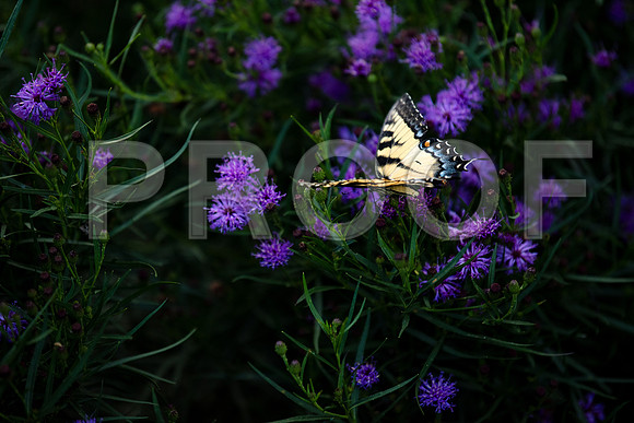 JD5_2137