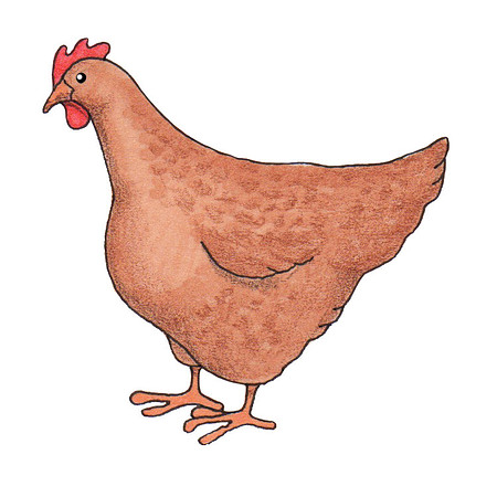 Chicken1
