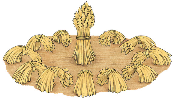 wheat