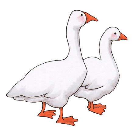Geese