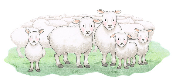 Sheep