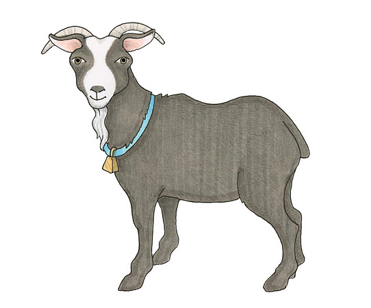 Goat2