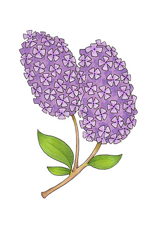 Lilac
