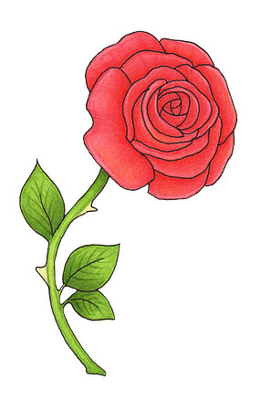 Rose