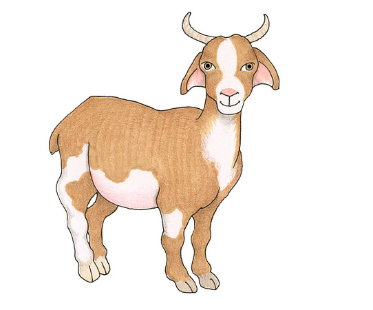 Goat1
