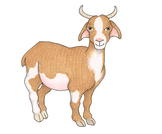 Goat1