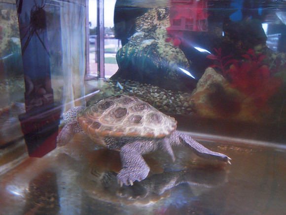 PIX 2009 123