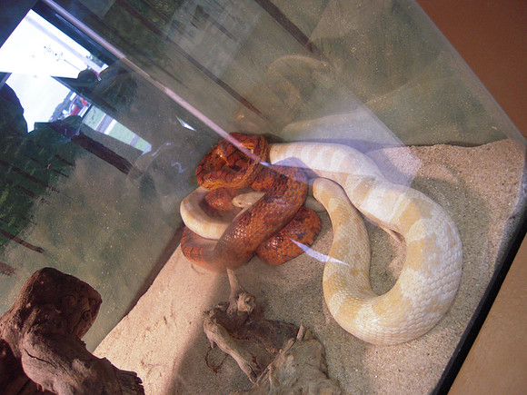 PIX 2009 131