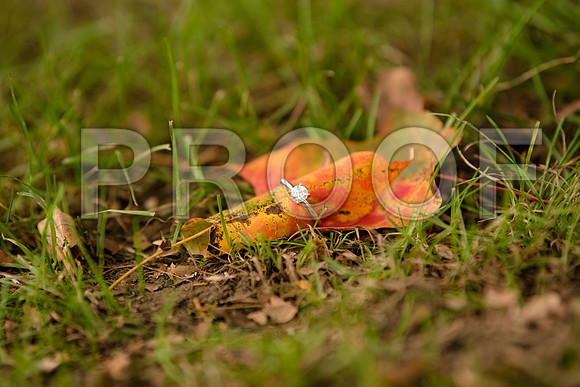 JD5_6411