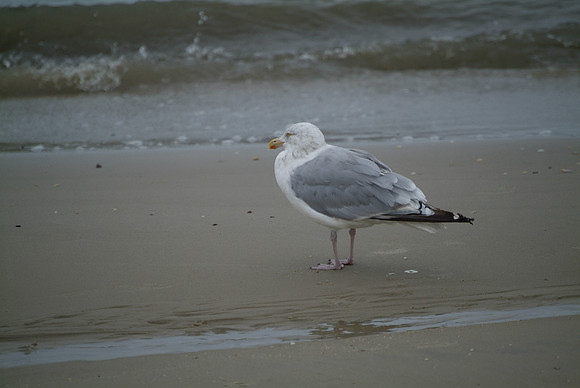 DSCF5232