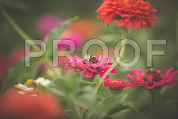 JD3_3567